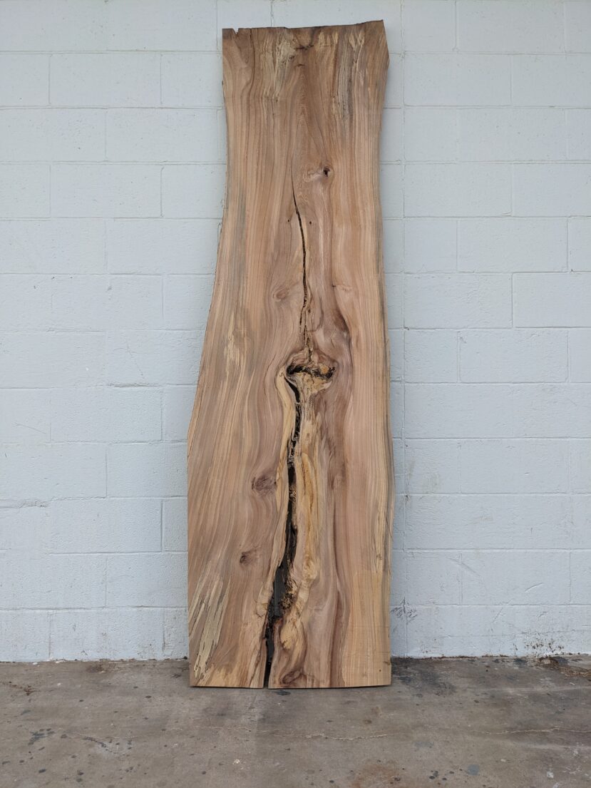 American Elm AE139
