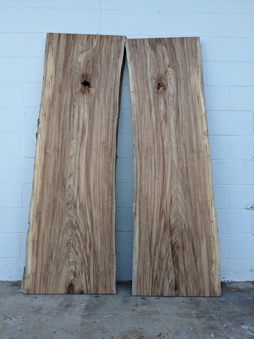 American Elm AE145 - Image 2