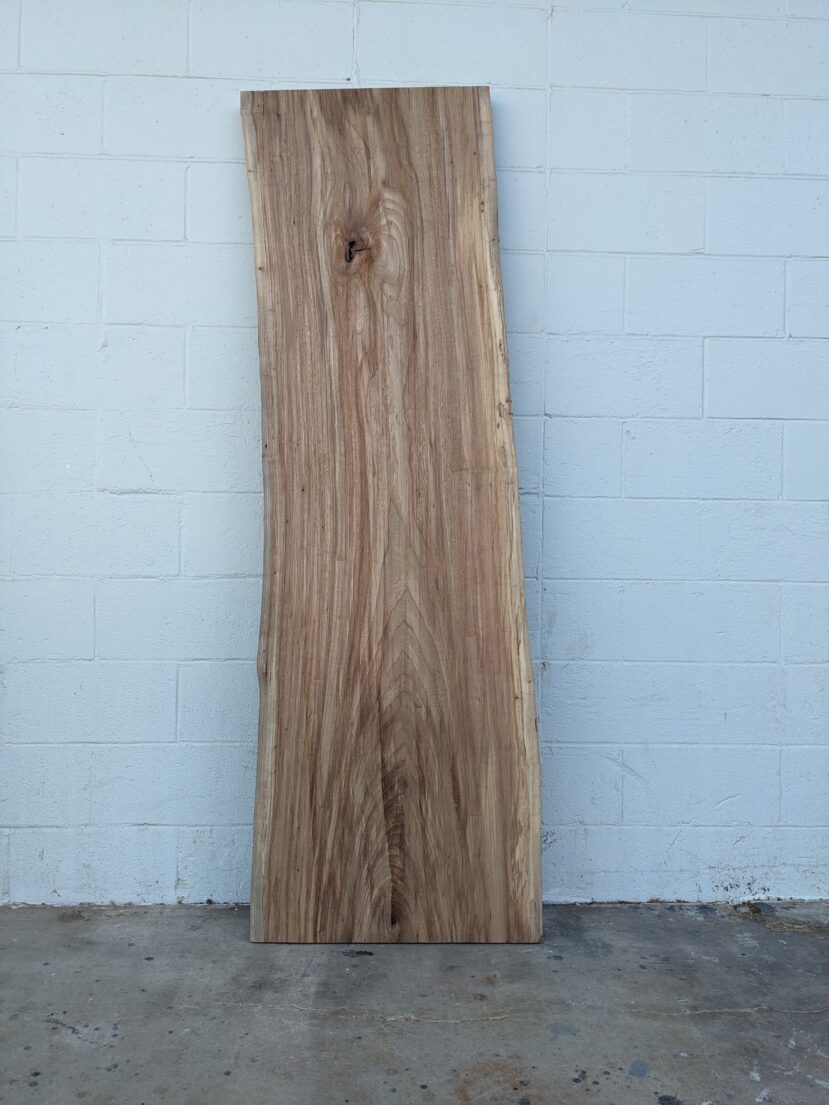 American Elm AE145