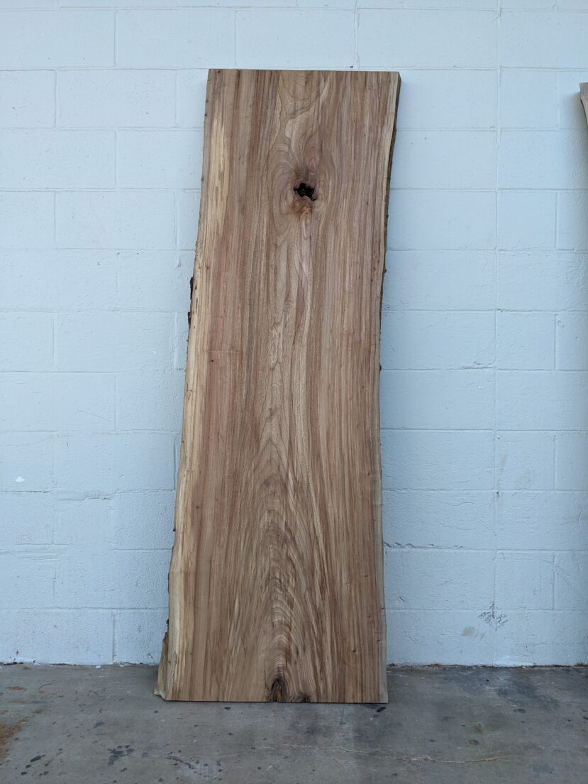 American Elm AE146