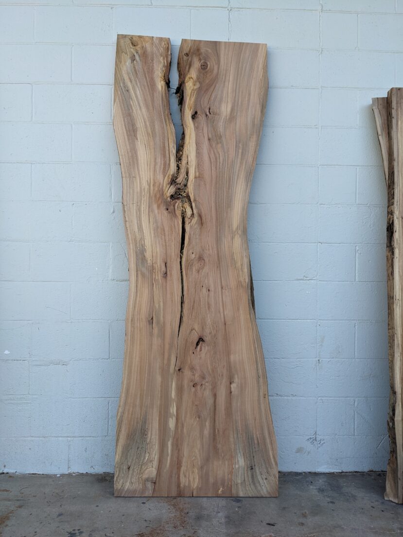 American Elm AE141