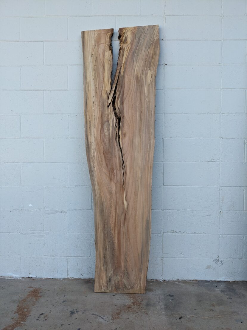 American Elm AE142