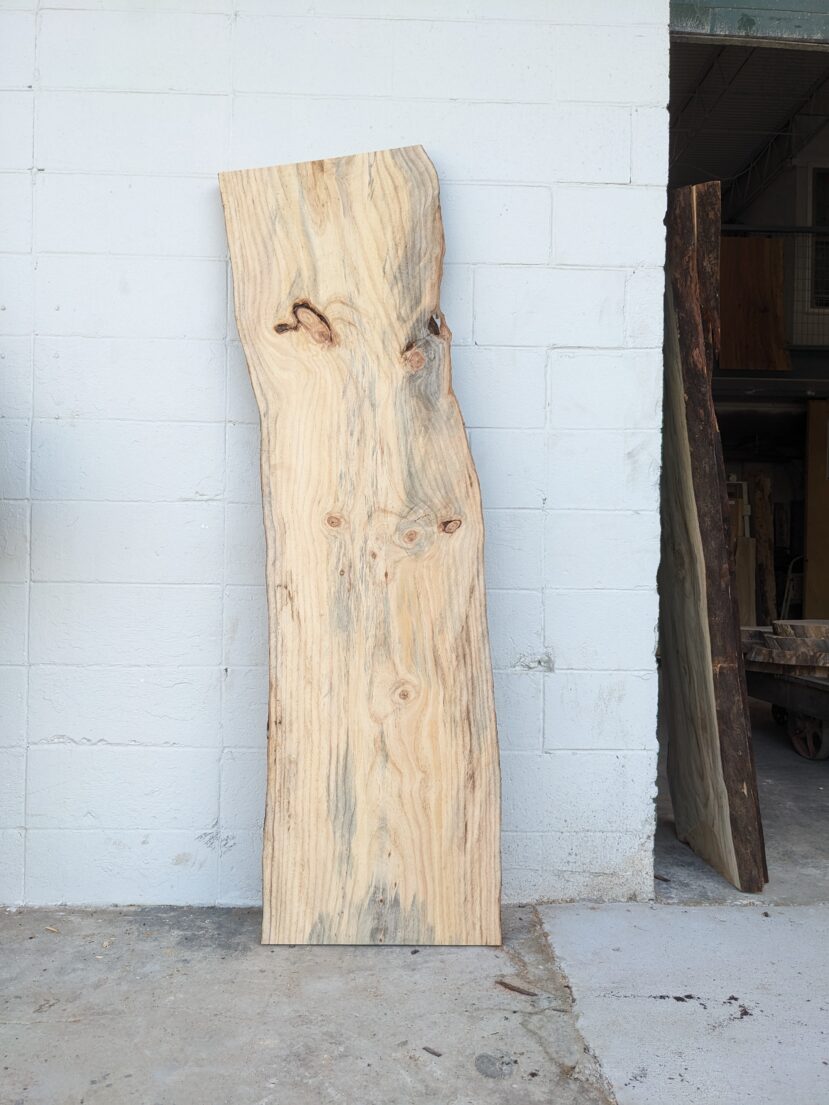 Loblolly Pine LP11