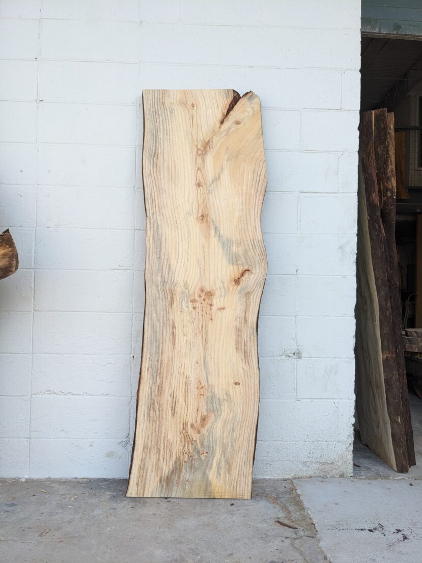 Loblolly Pine LP12