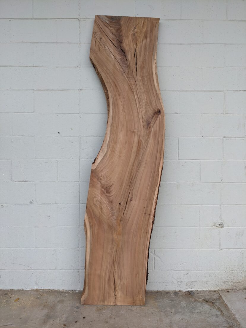 American Elm AE151