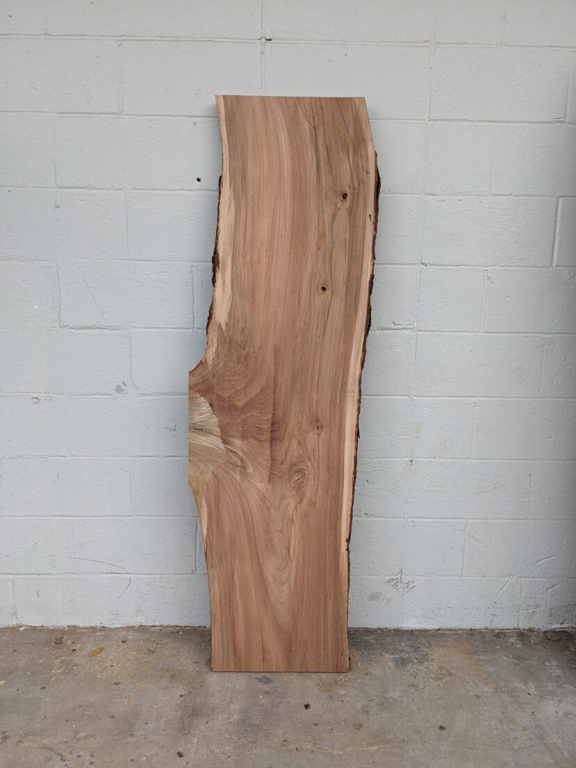American Elm AE154