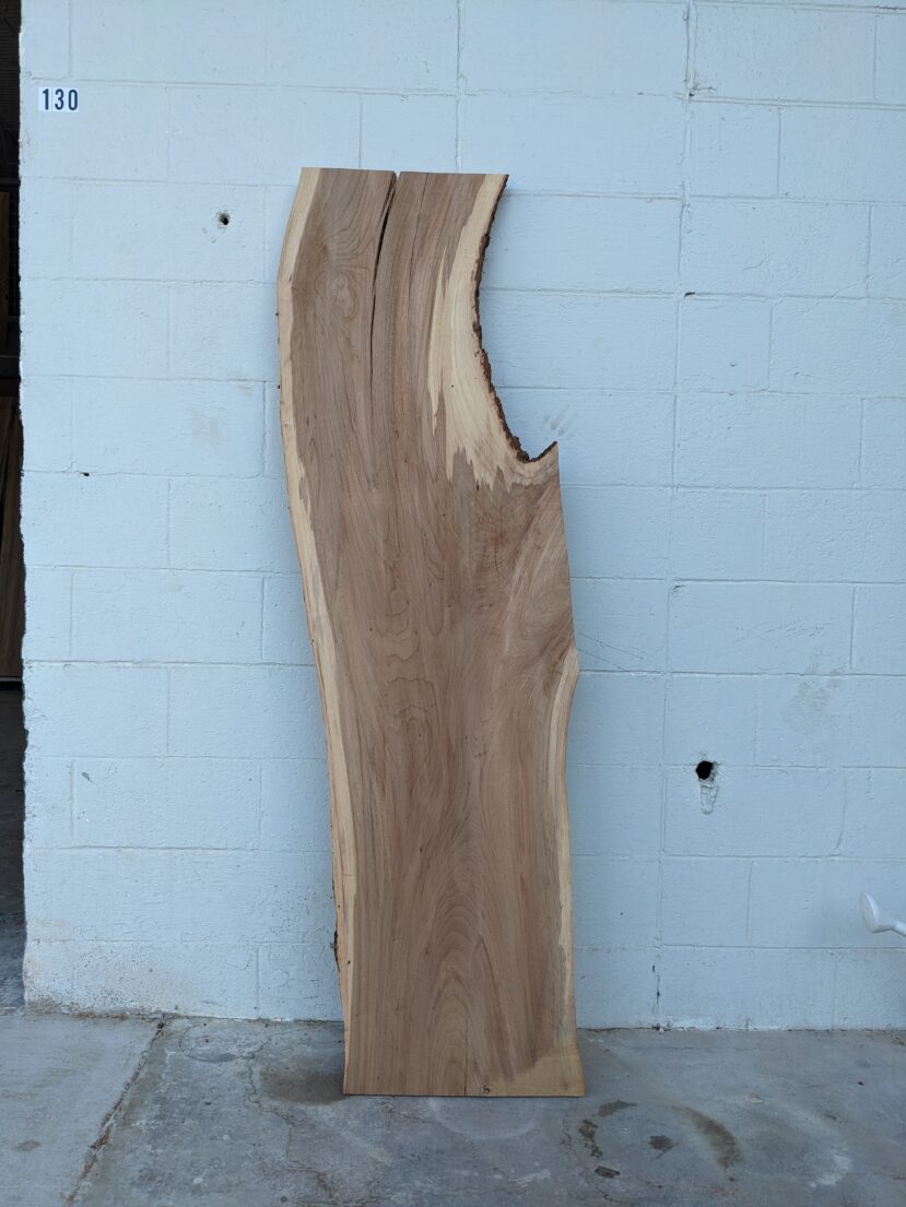 American Elm AE155