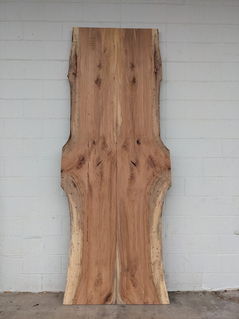 Pecan  P338 - Image 2