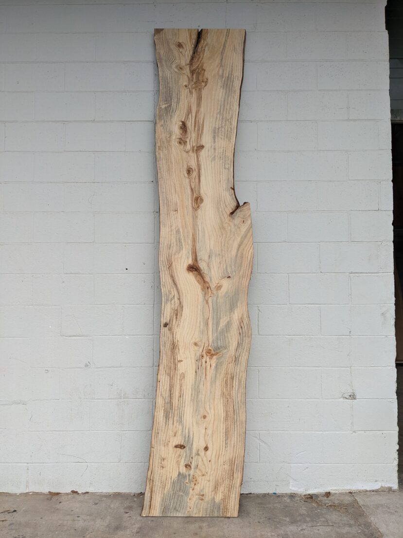 Loblolly Pine LP13