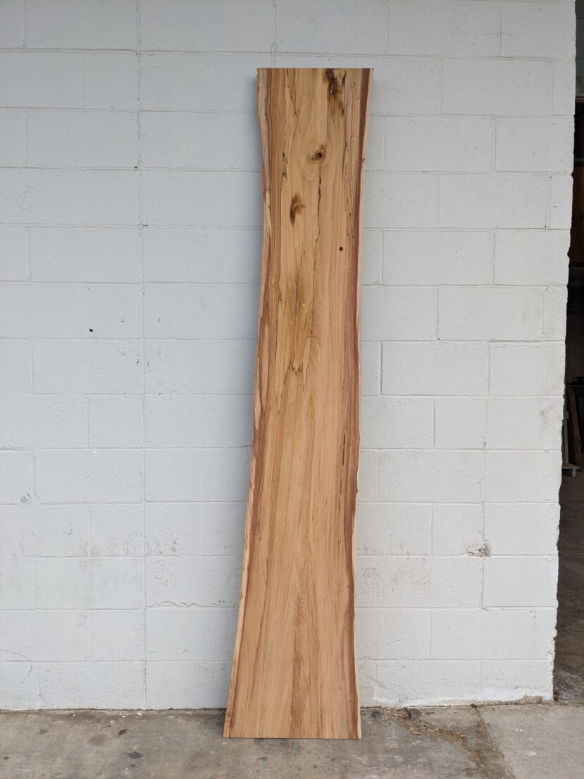 American Elm AE156