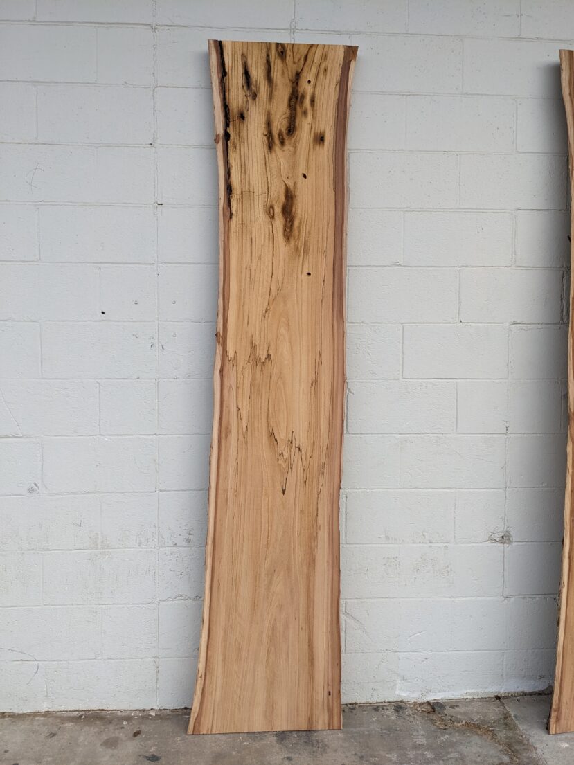 American Elm AE157