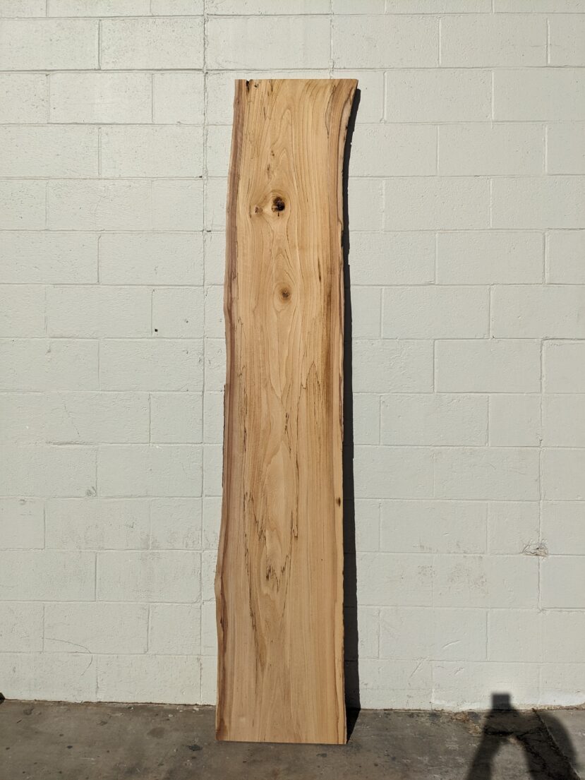 American Elm AE159
