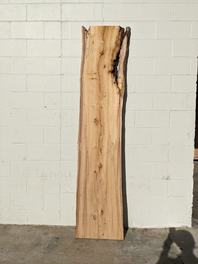 American Elm AE158