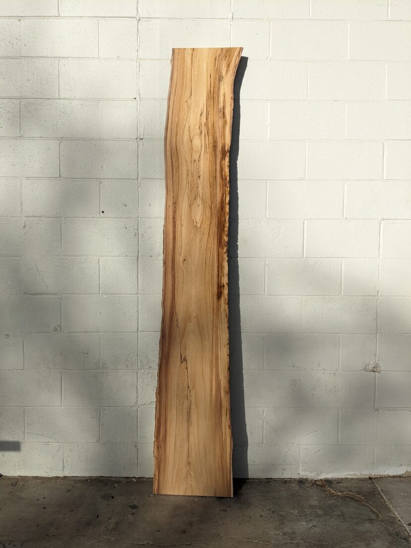 American Elm AE161