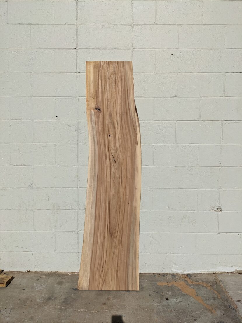American Elm AE163