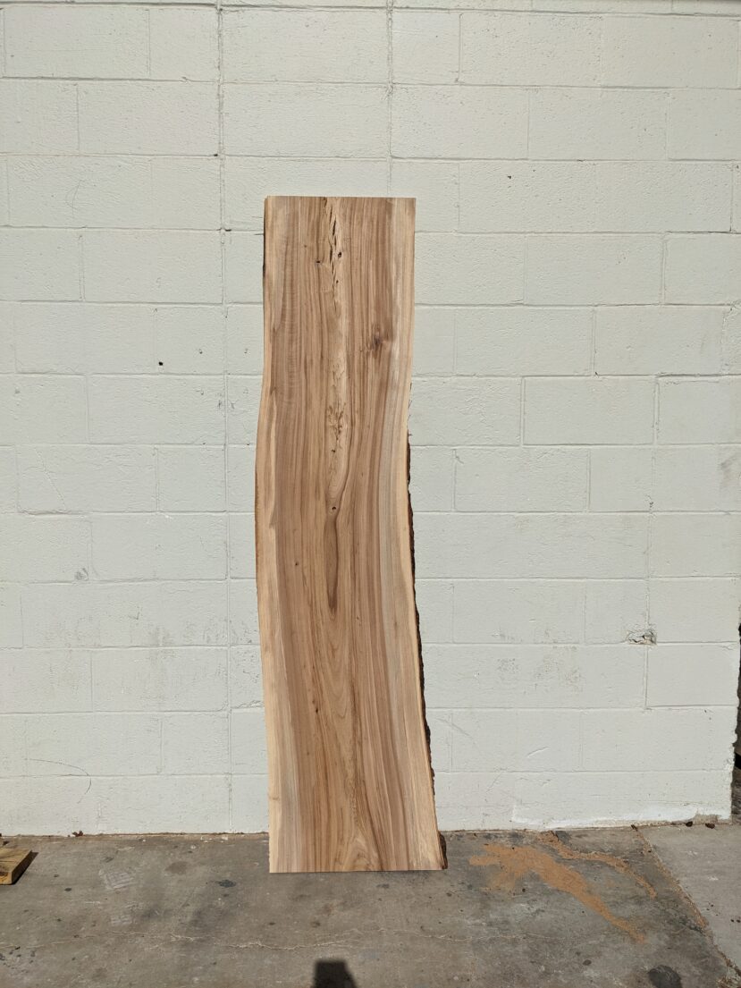 American Elm AE166