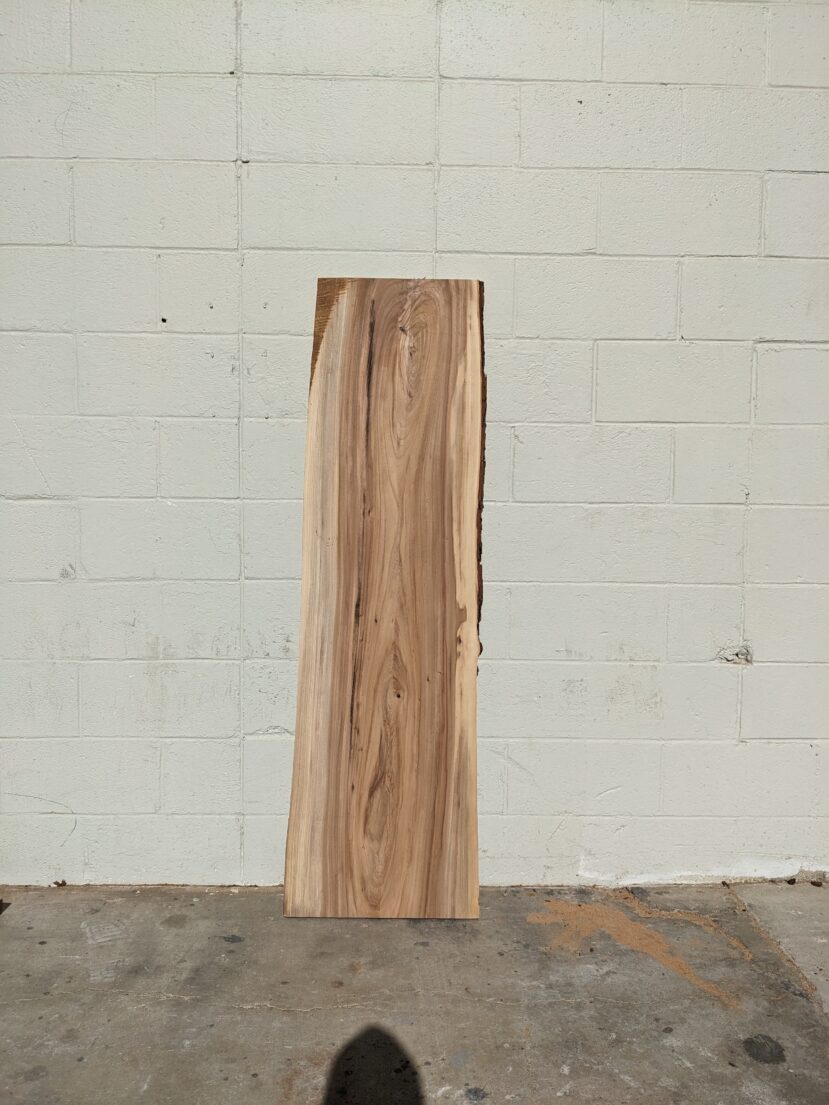 American Elm AE164