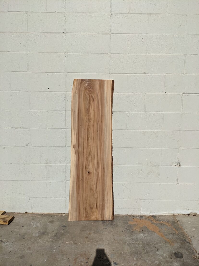 American Elm AE167