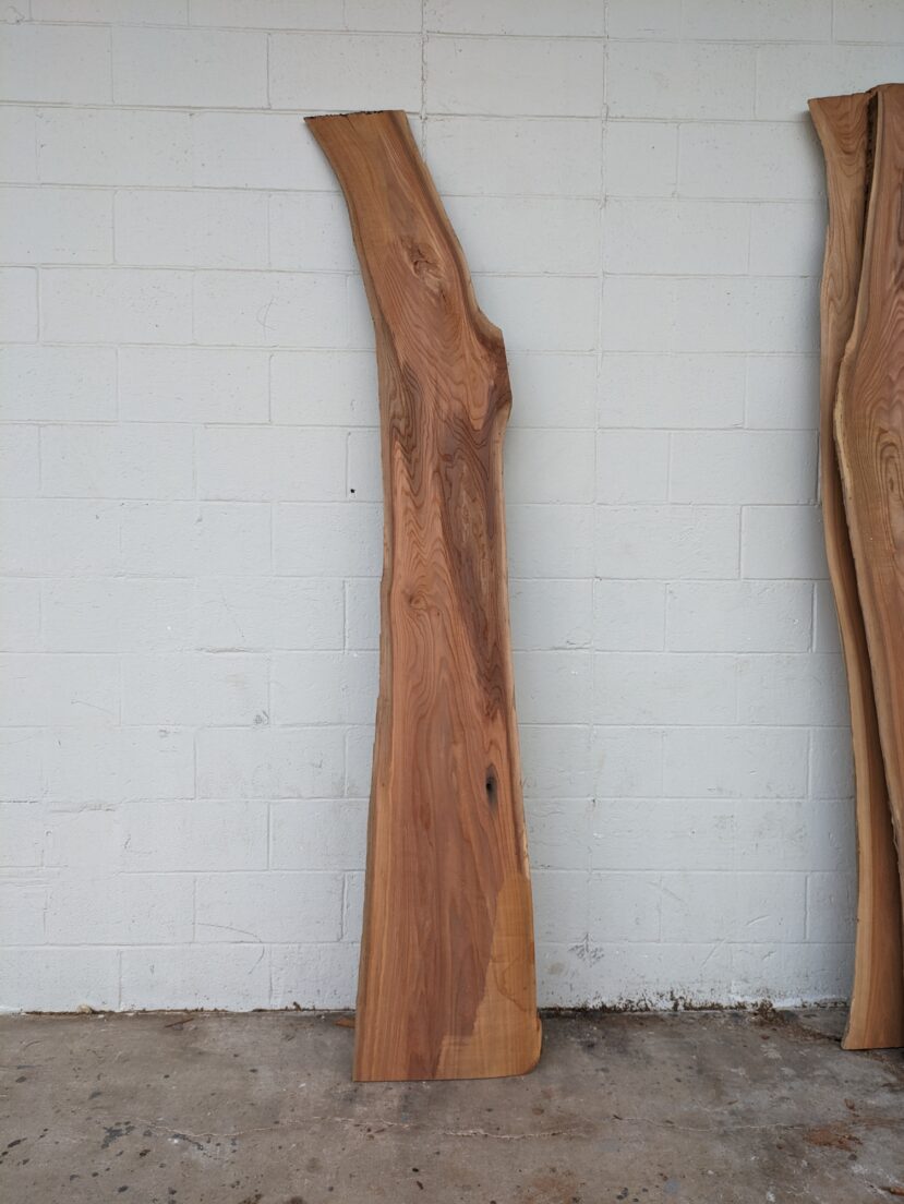 Chinese Elm CHE03