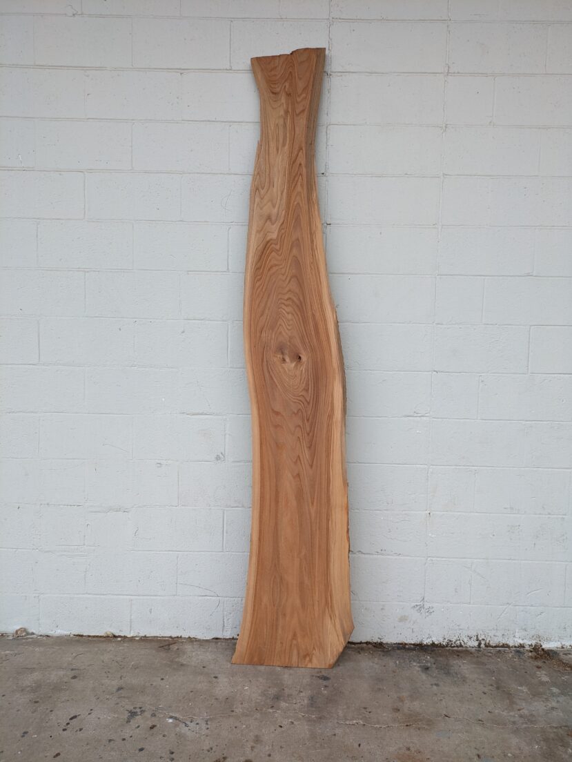Chinese Elm CHE06