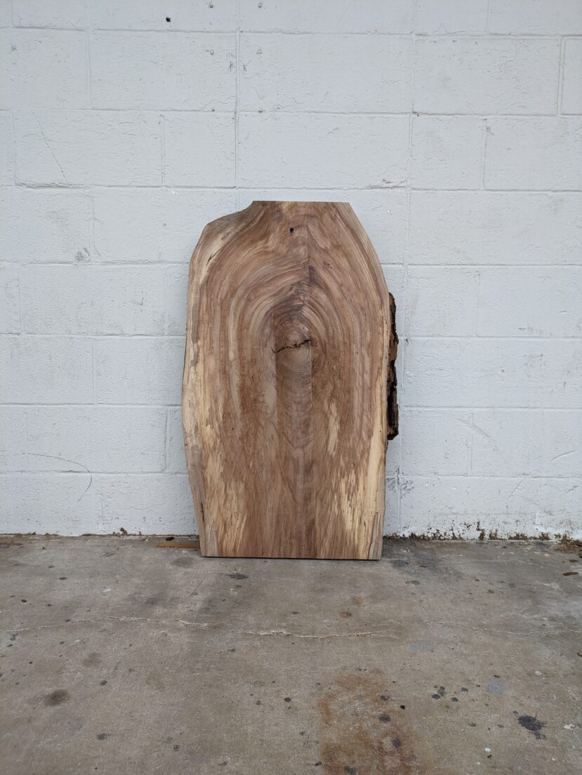 American Elm AE168
