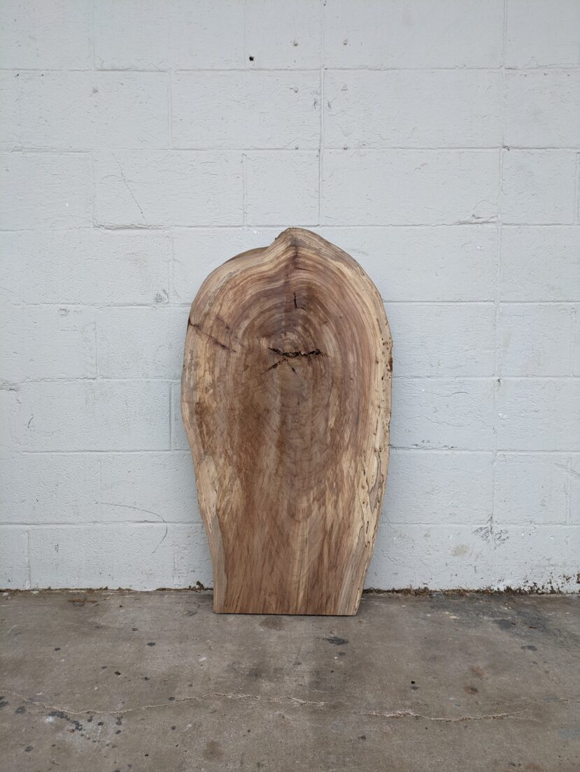 American Elm AE169