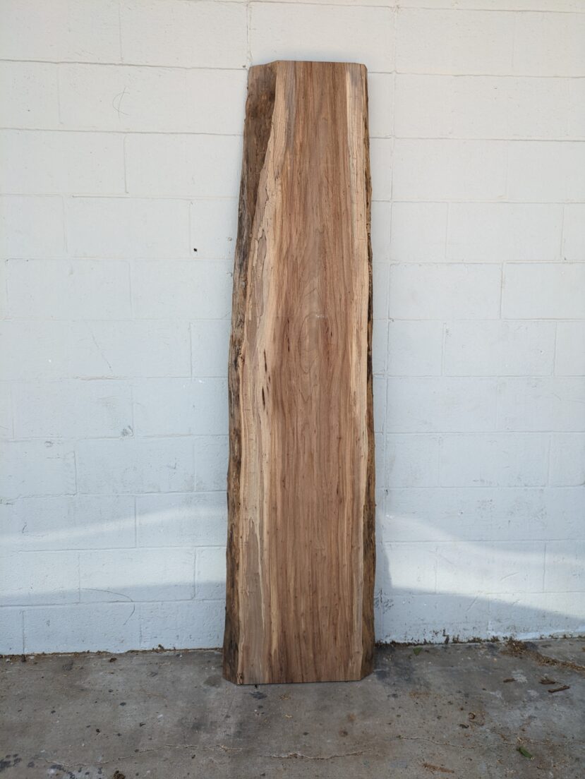 American Elm AE171