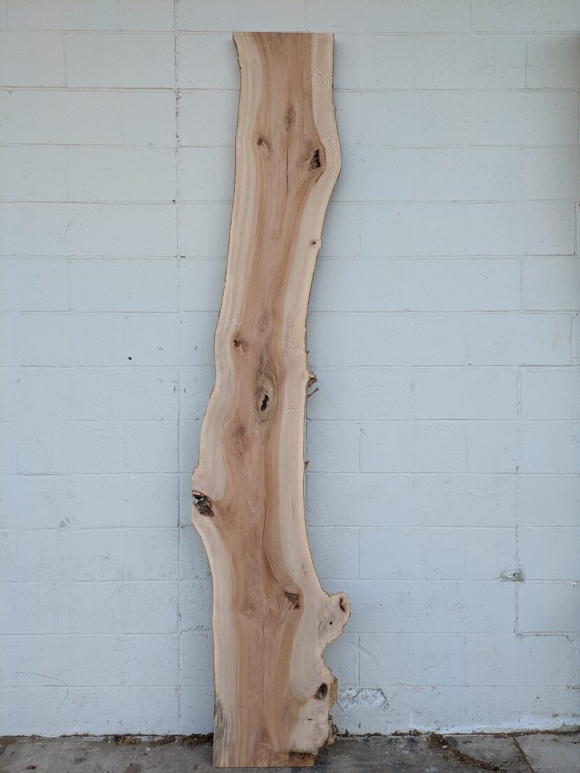 Sycamore S36