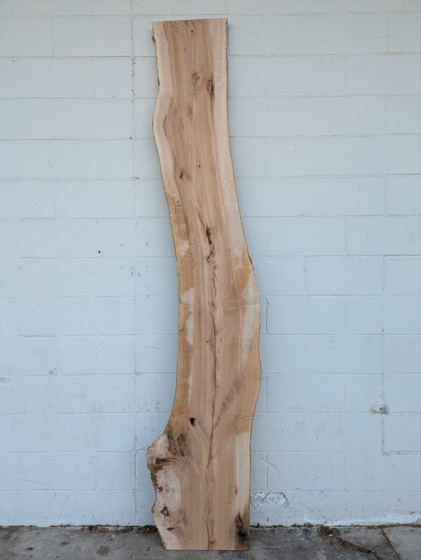 Sycamore S38