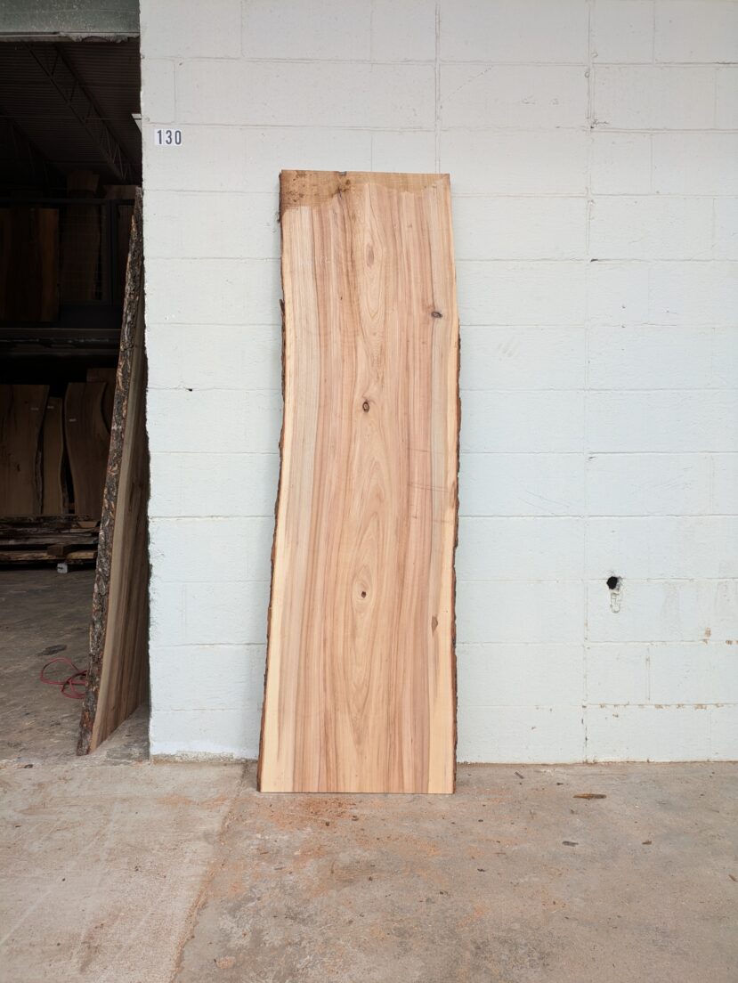 American Elm AE172