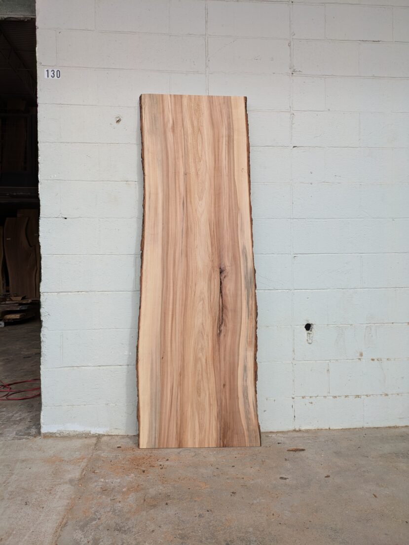 American Elm AE173