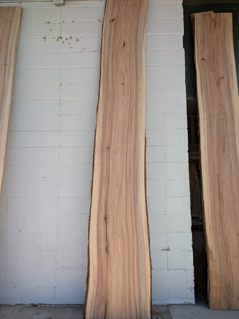 American Elm AE175