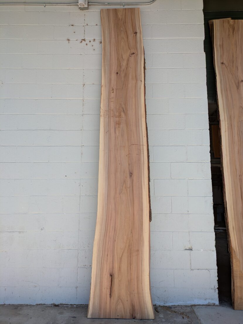 American Elm AE176