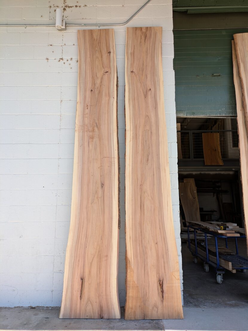 American Elm AE177 - Image 2