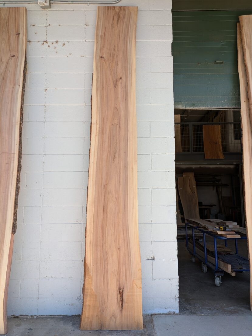 American Elm AE177