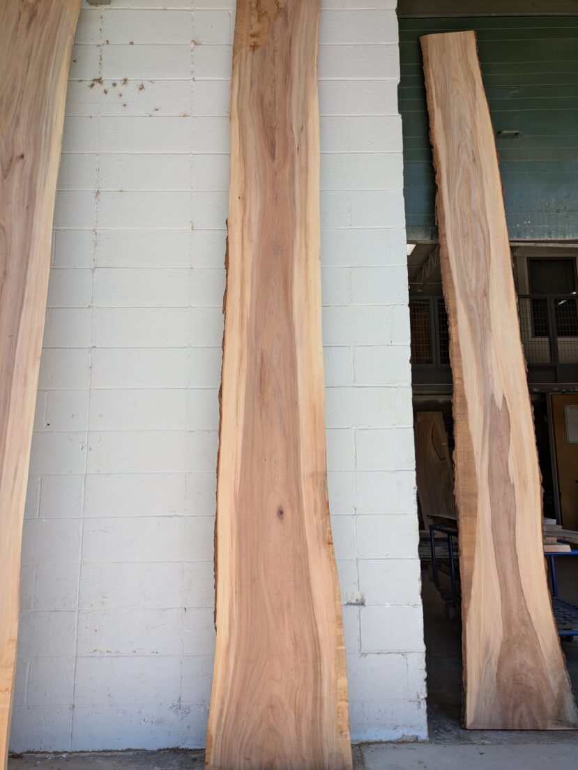 American Elm AE178