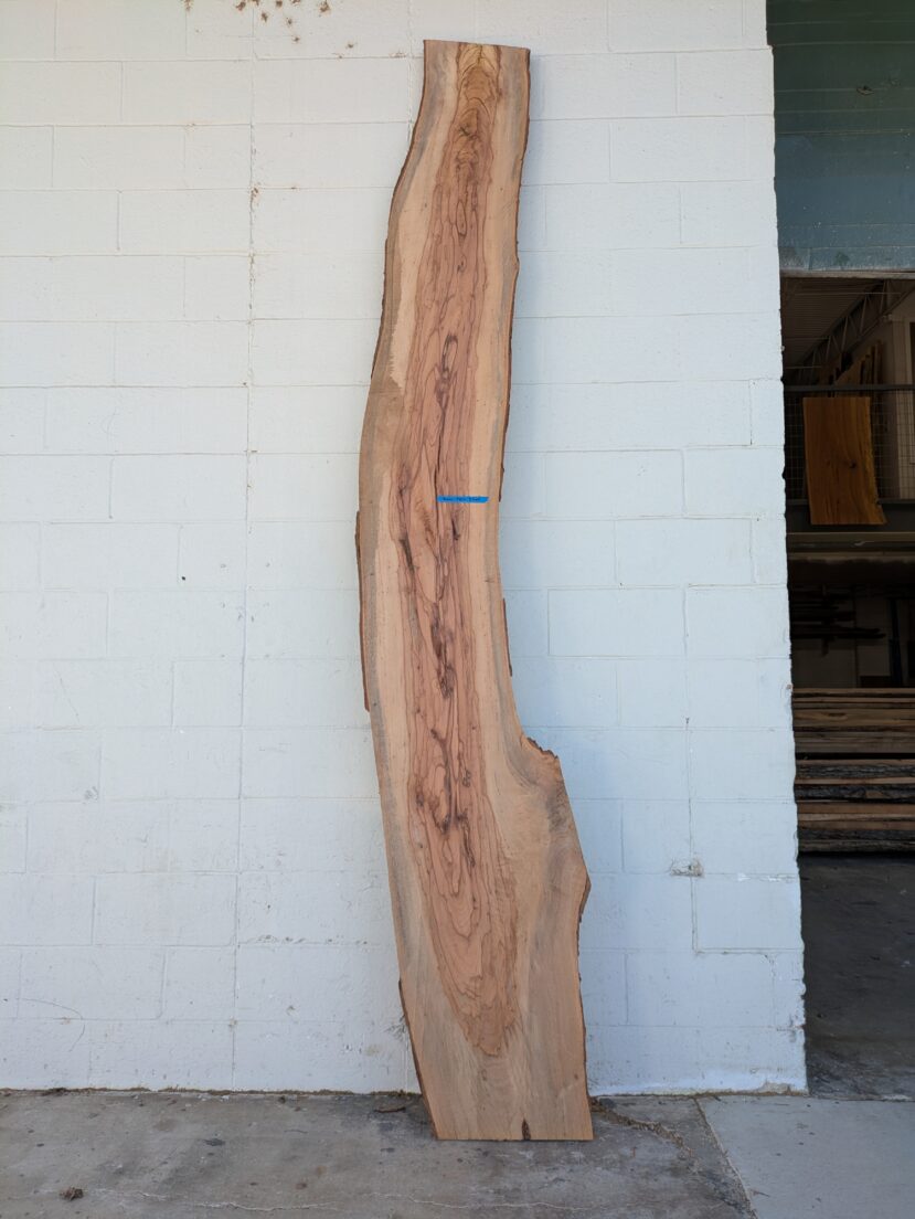 Pecan  P374