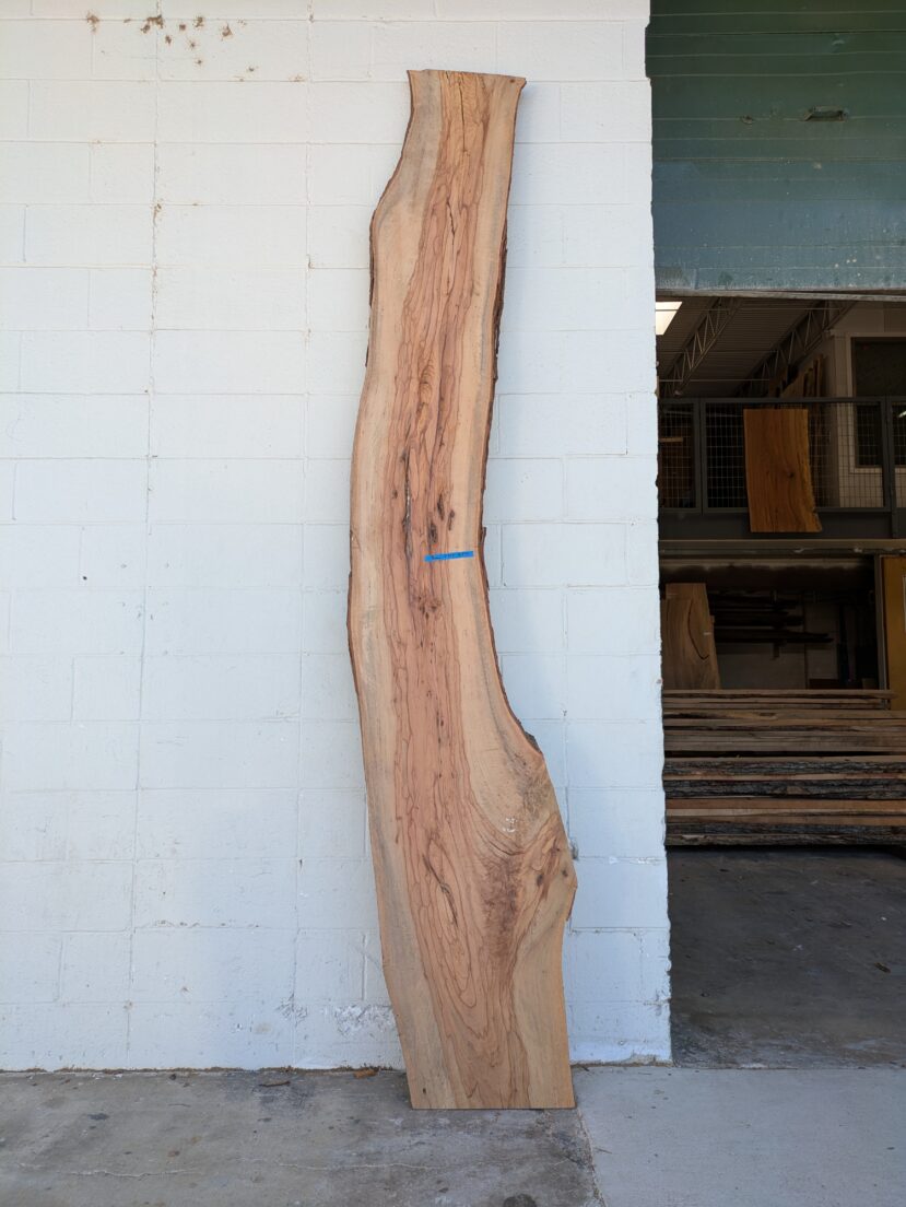 Pecan  P375