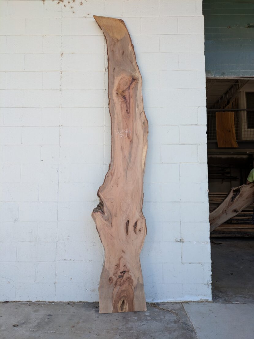 Pecan  P394