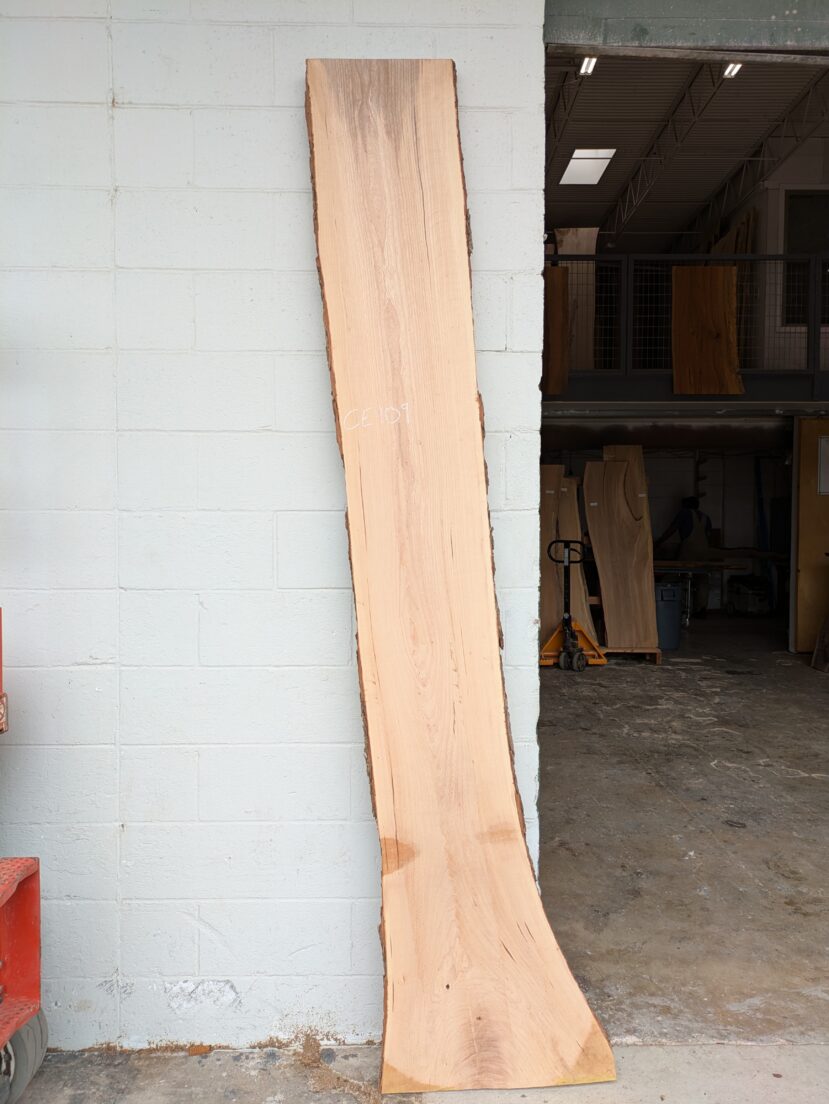 Cedar Elm  CE109