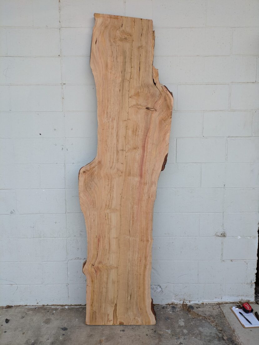 Deodar Cedar  DC001