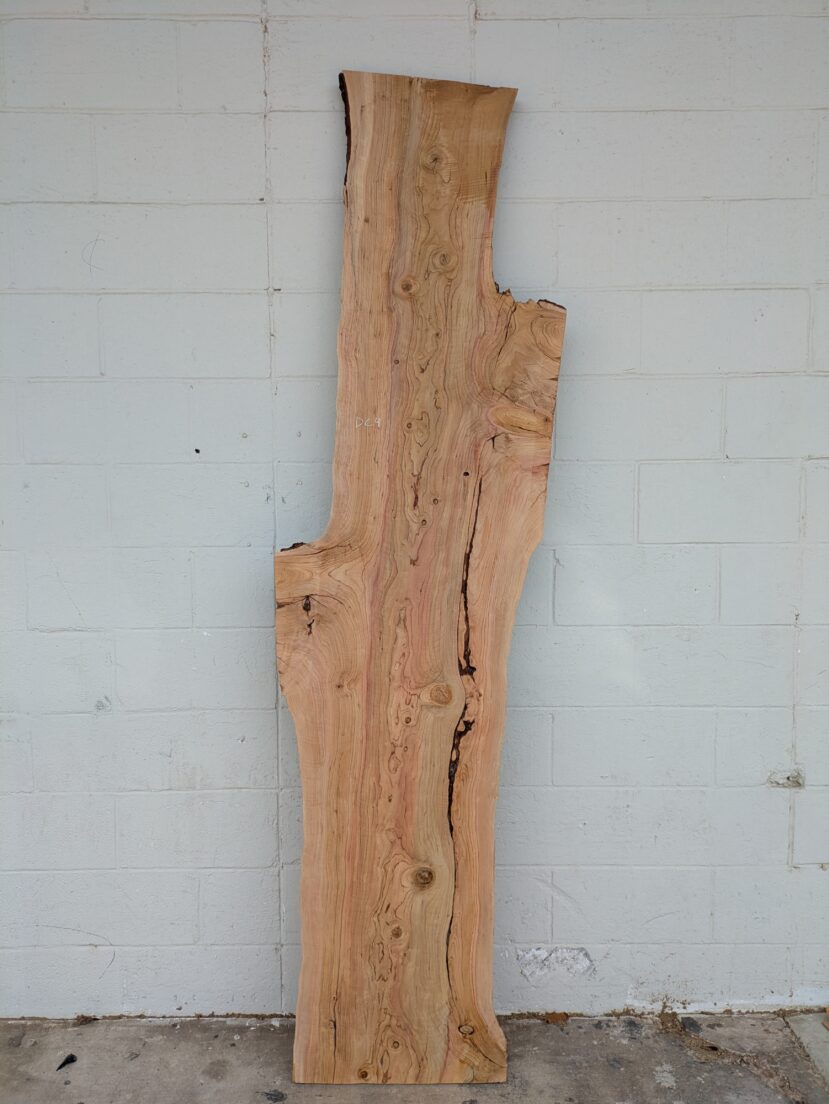 Deodar Cedar  DC004