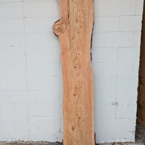 Deodar Cedar  DC005