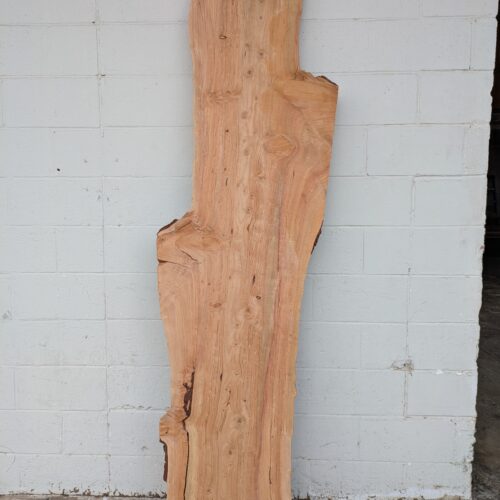 Deodar Cedar  DC006