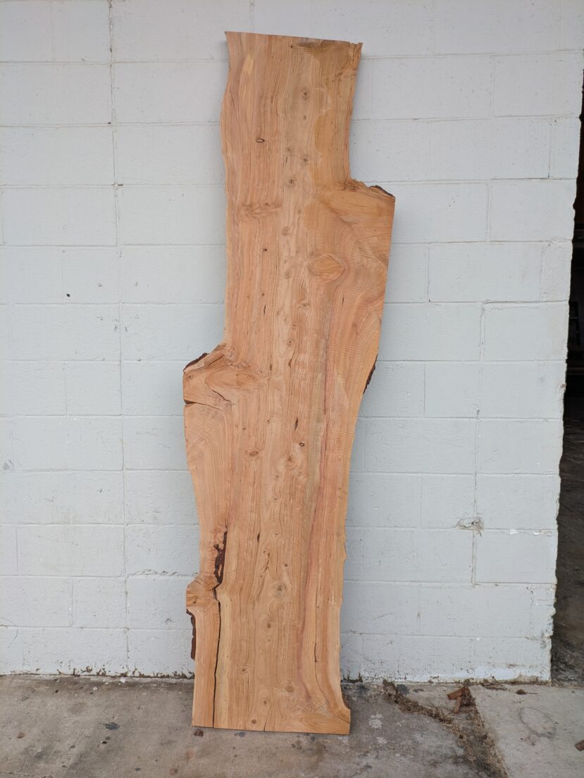 Deodar Cedar  DC006