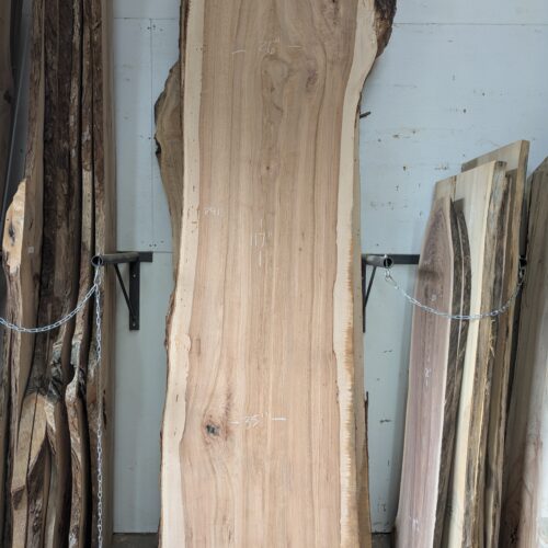 Pecan  P411