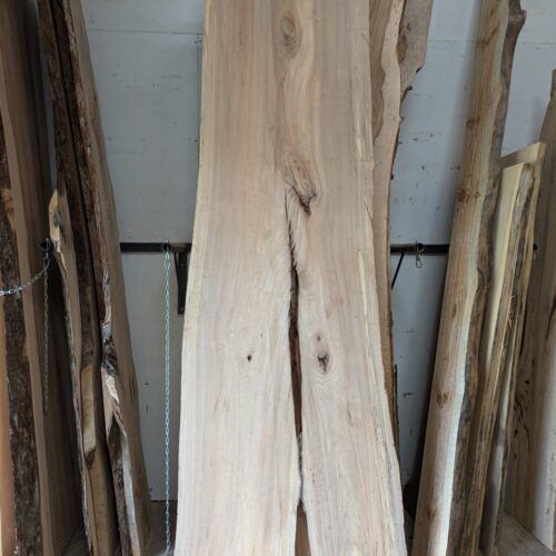 American Elm AE180
