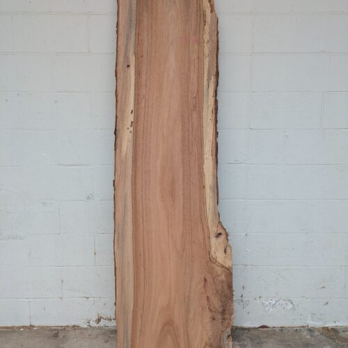 Pecan  P431