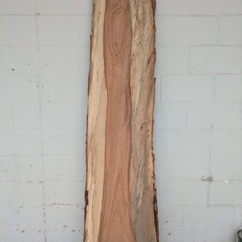 Pecan  P432