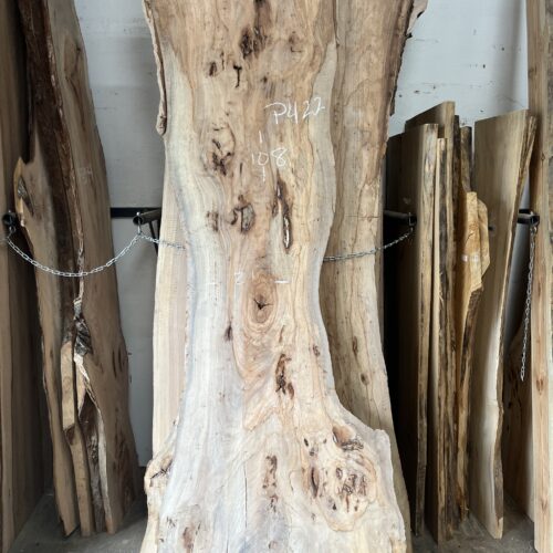 Pecan  P422
